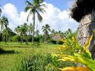 Cases et cocotiers