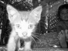 Chaton