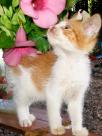 Chaton et fleurs