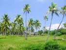 Cocotiers