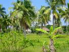 Cocotiers et cases