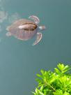 Tortue