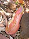 Plante carnivore