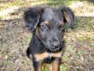 le chiot de la tribu