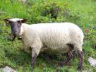 Mouton