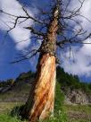 Arbre mort