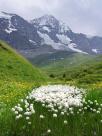 Fleurs