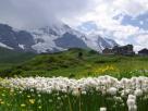 Fleurs et Eiger