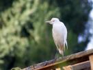 Oiseau
